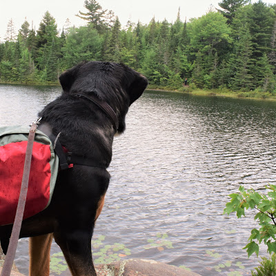 Pure Horse Sense Blog- Algonquin Park hike with a dog by the lake