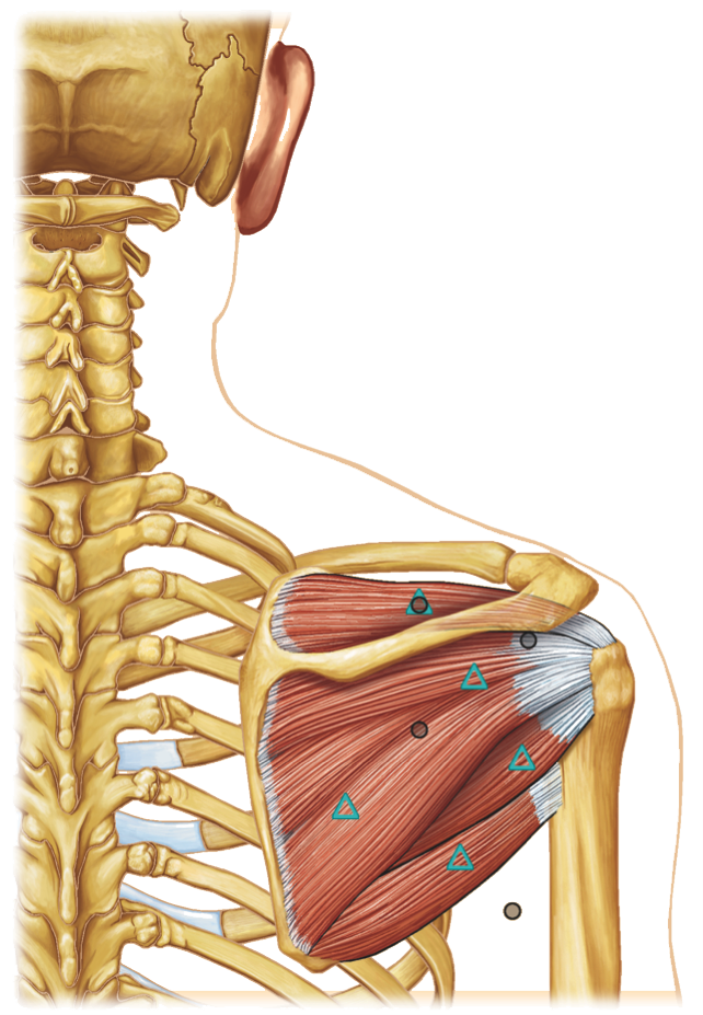 Drawing of upper back of musculoskeletal system 