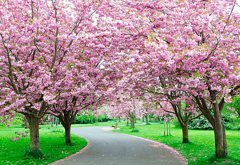Floración del Cerezo (Cherry Blossom) — D.A.T.O. | Planifica tu viaje con  nosotros
