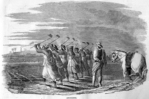 An engraving of a row of slaves in a field in Jamaica, an unknown date in the 19th century