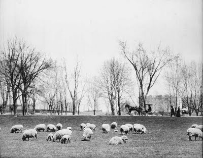 The Sheep Brothers in Central Park. It was only in the 1930's that the sheep were evacuated and the park was exclusively designated for the leisure culture of New Yorkers