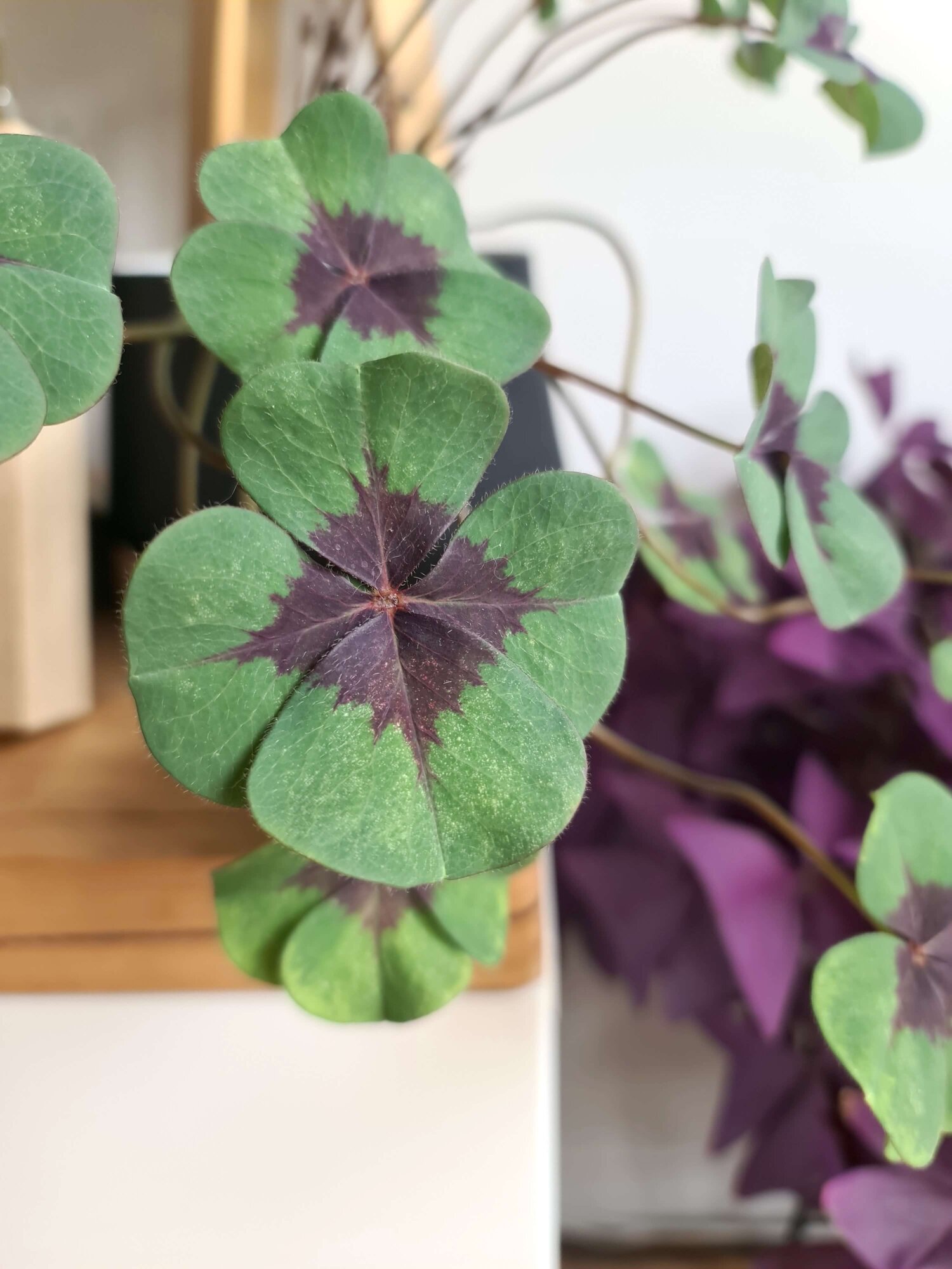 Indoor Plant Pests and Solutions — Verdant Dwellings