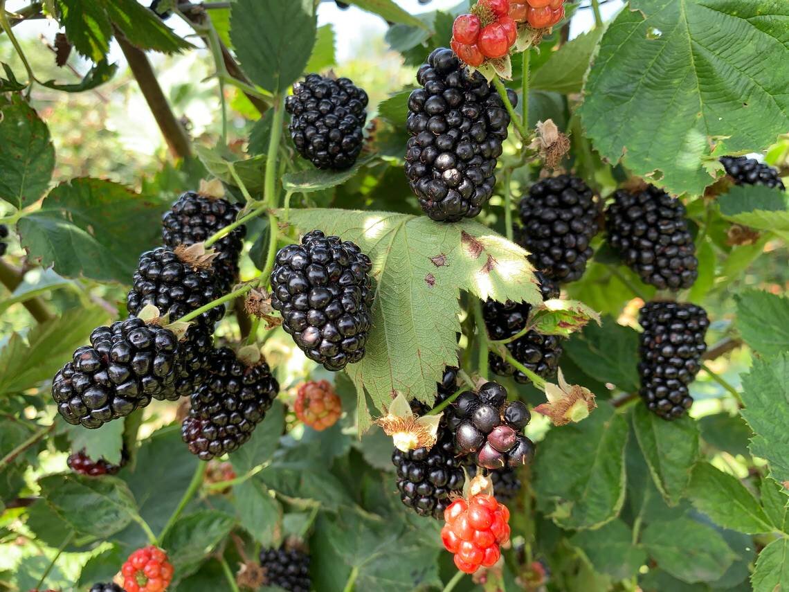 Blackberries in the desert — Spadefoot Nursery