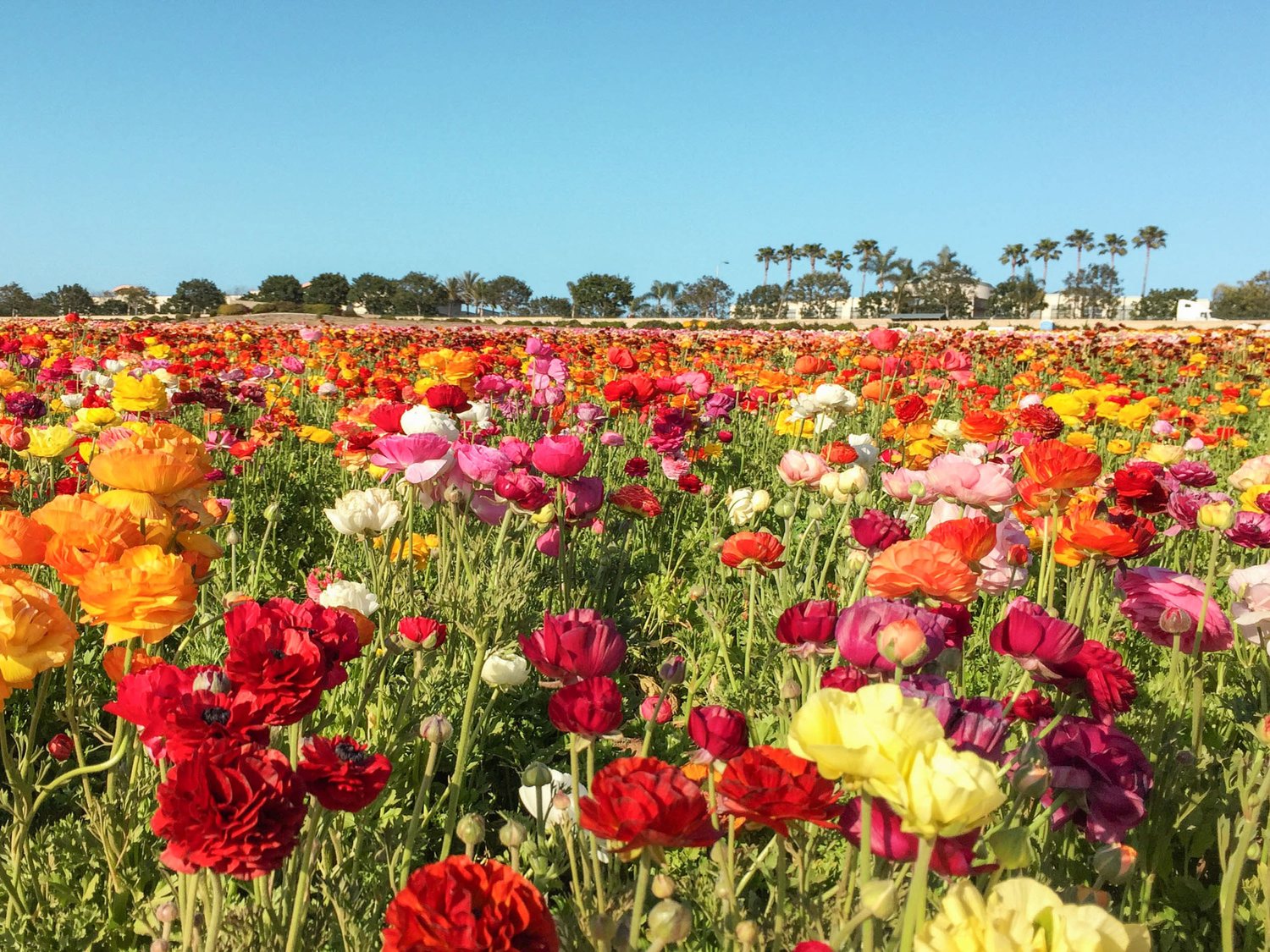 Where to Find Spring Flowers in California | Kessler Ramirez Art & Travel