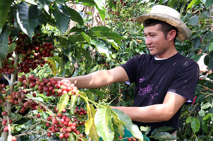 Emilio picks all coffee by hand; 64 beans are needed for one cup.