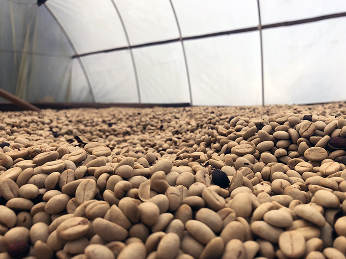 The new drying facility makes it possible for Emilio to dry the beans in a better and safer way. It has improved quality and makes him get better paid.