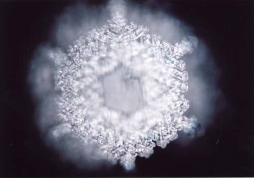  Microscopic picture of Water imprinted with a Pine flower essence - Masaru Emoto 
