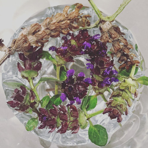  Self Heal infusing in a small glass. 