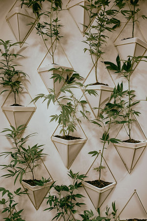 BeautyCon Booth display of hemp plants on wall inside triangular white & gold hanging flower vases.