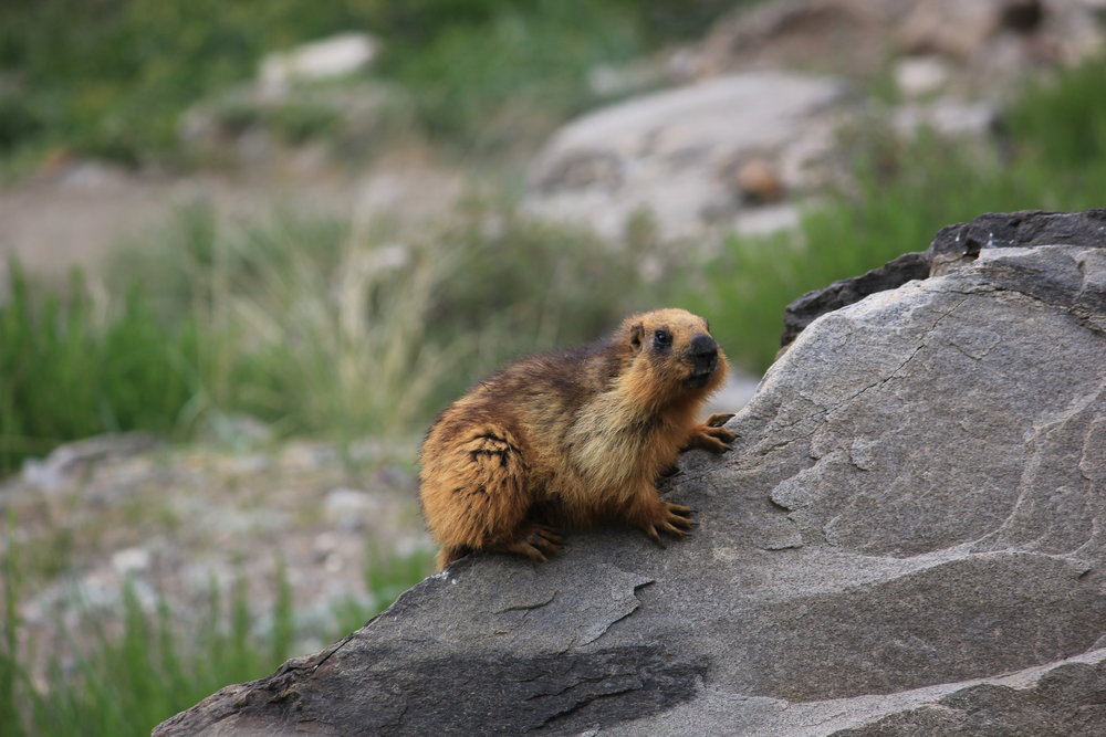 golden-marmot-ladakh-kargil
