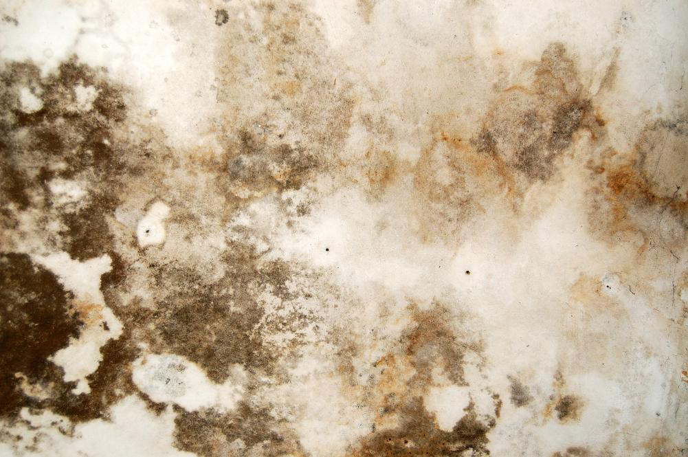 Mold Removal Naples FL