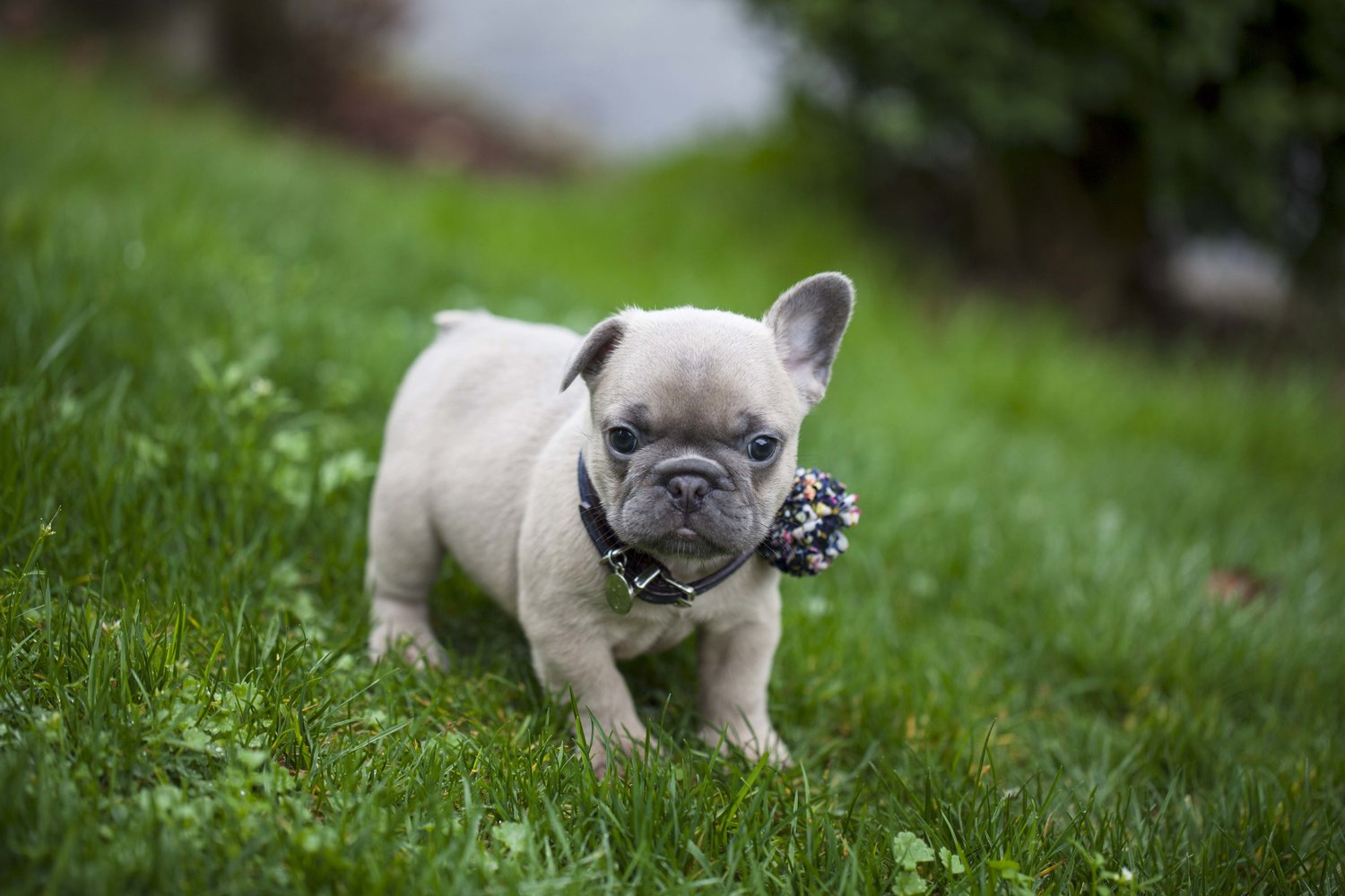 When Will my French Bulldog's Ears Stand Up? | NW Frenchies French Bulldog  Breeder in Washington State — Northwest Frenchies
