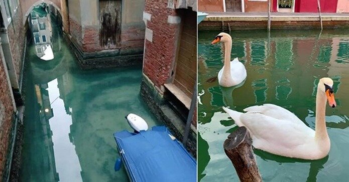 Image result for Fish Return To Venice Canals As Water Becomes Clean During Coronavirus Lockdown