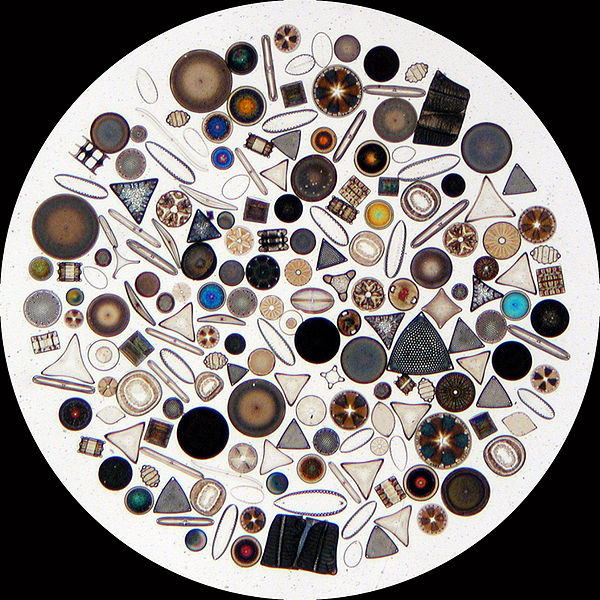 Freshwater and Marine Diatoms w.m Microscope Slide 