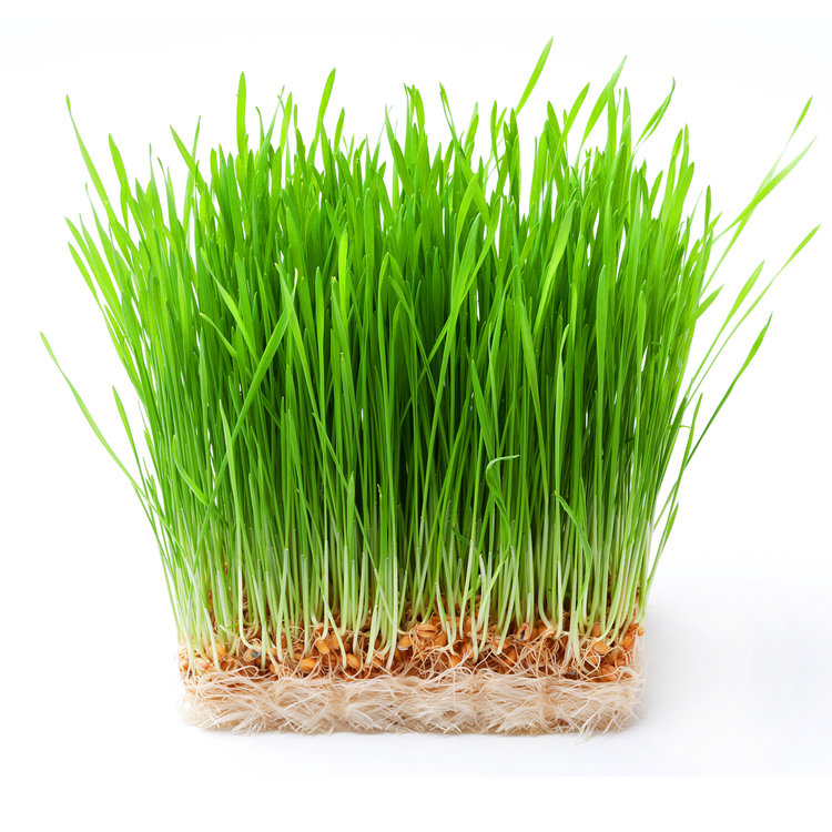 wheatgrass-grass-clump-growing.jpg