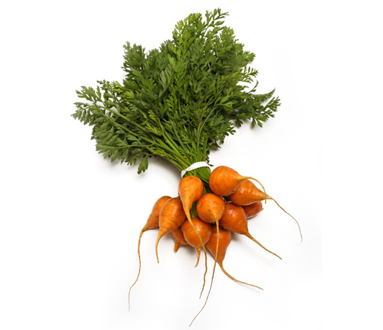 baby-round-carrots.jpg