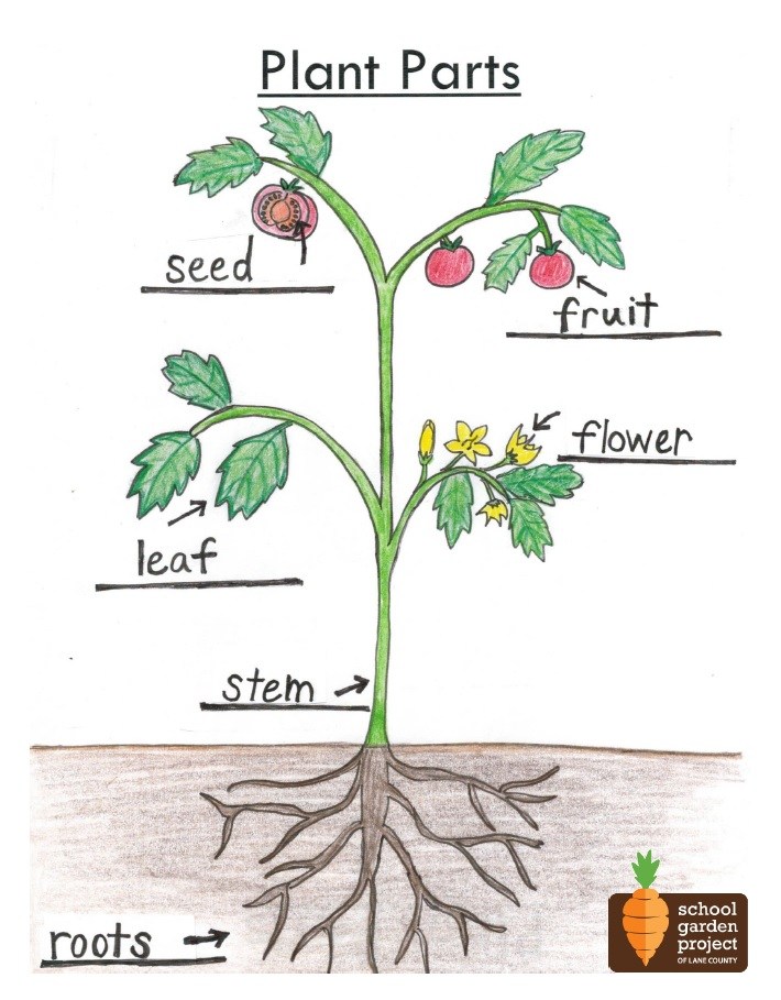 Plant в прошедшем. Parts of a Plant. Flowering Plants схема. Plants Parts function. About Plants.