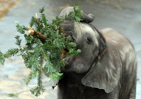 baby elephant eating christmas tree.jpg