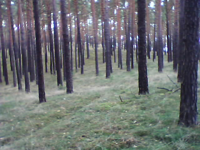 trees near baruth  glashuette.jpg