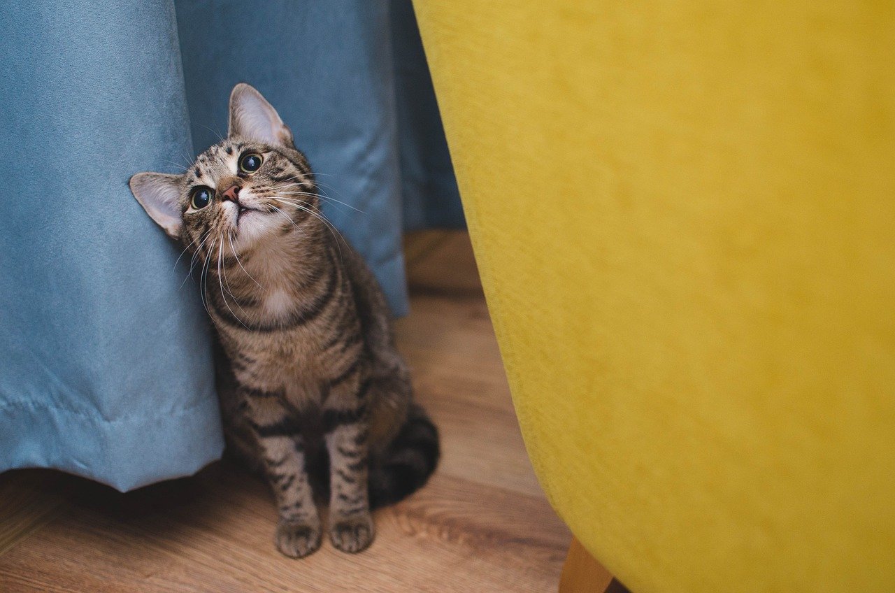How To Train Your Cat/Kitten To Sit: Steps, Command, Guide