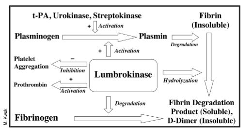 Diagram 1 Lumbrokinase Mechanism