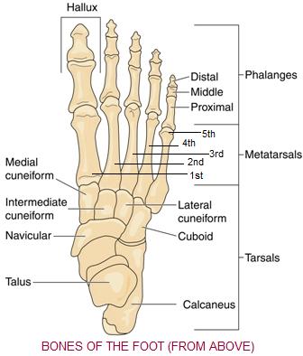 foot anatomy.jpg