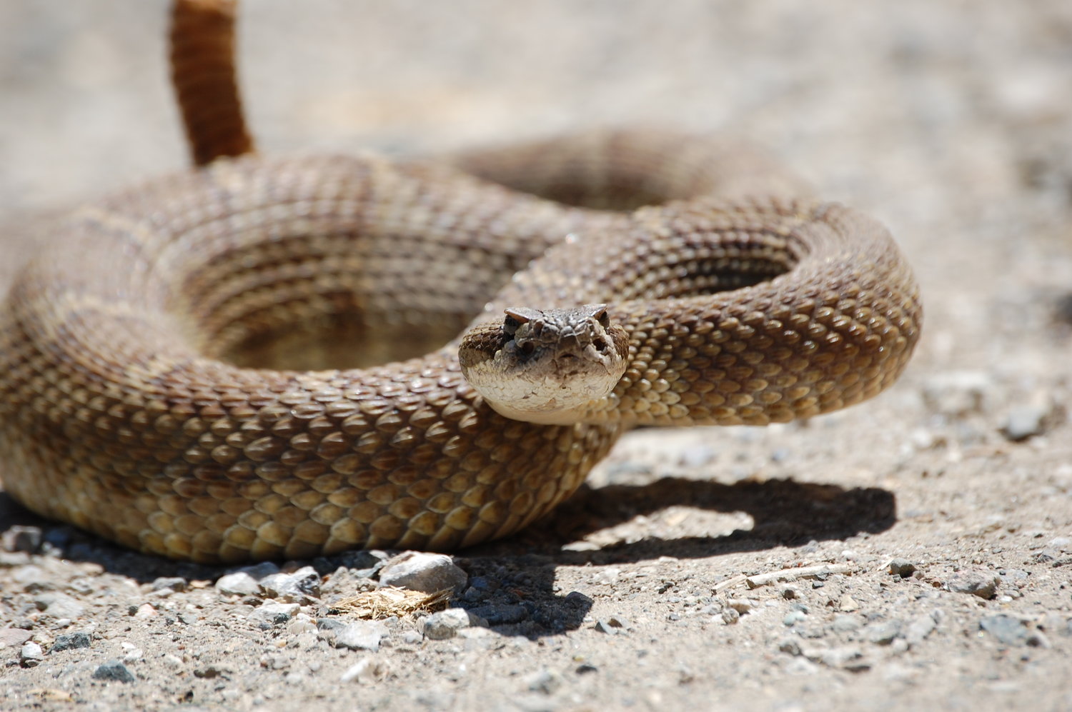 How to survive a snakebite in the wilderness — The Asclepius Snakebite Foundation
