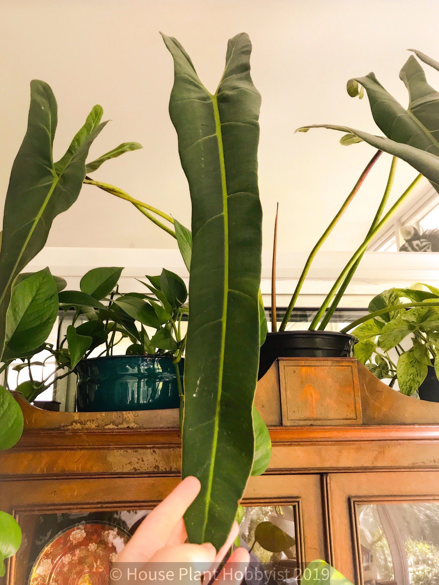 Philodendron spiritus sancti — House Plant Hobbyist