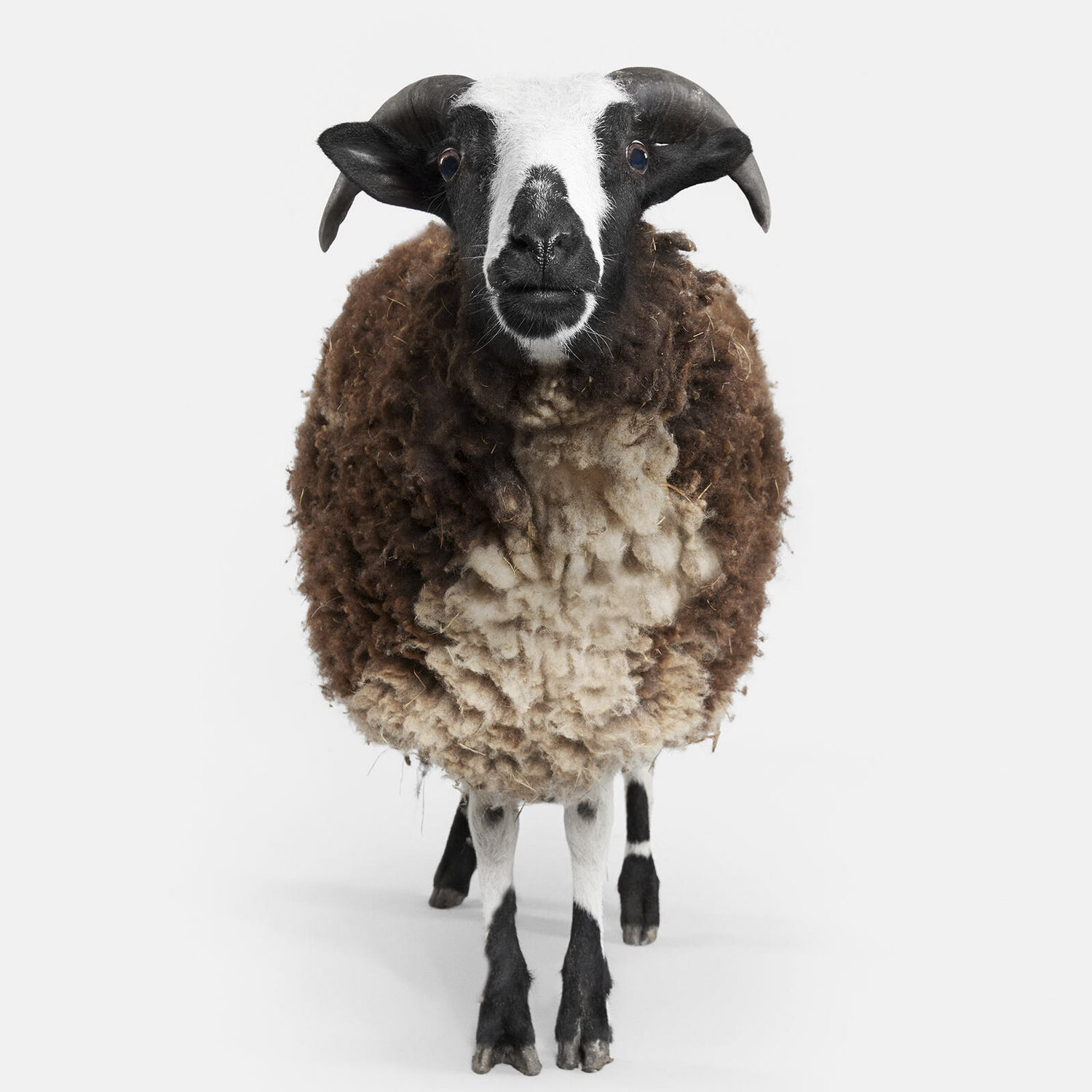 Shop Jacobs Sheep No. 1 from Randal Ford on Openhaus