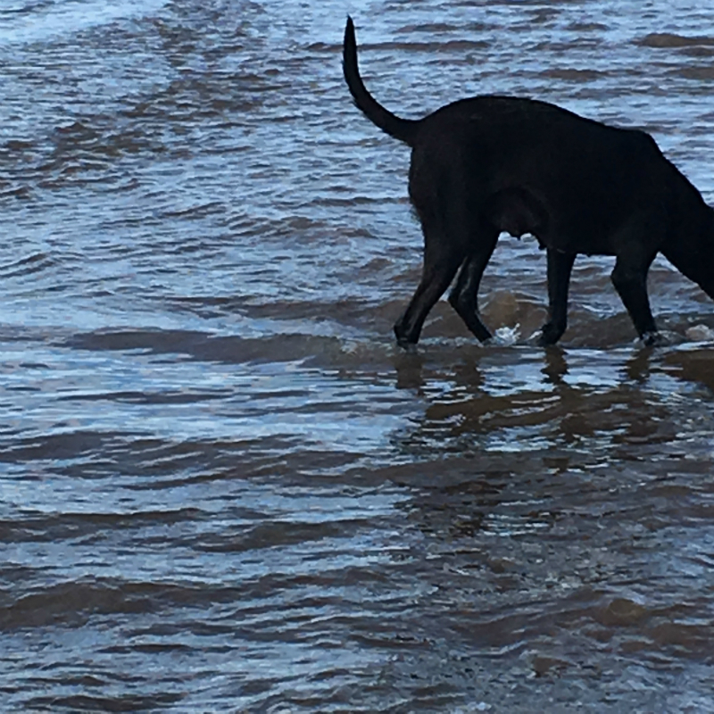 morning beachwalk with dog