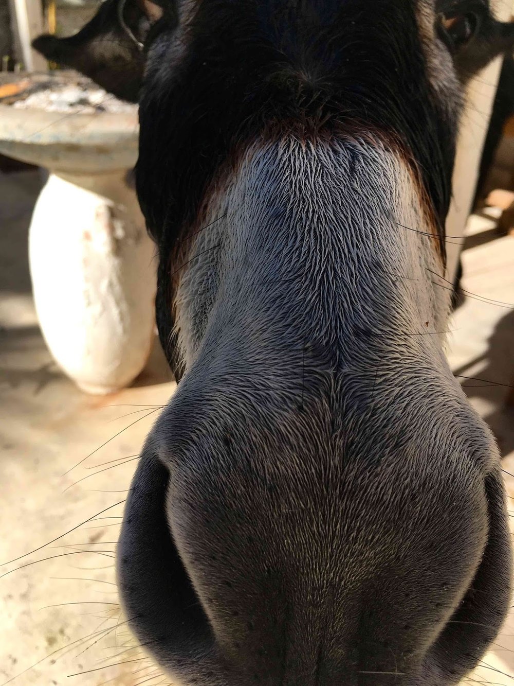 Donkey in Marrakech