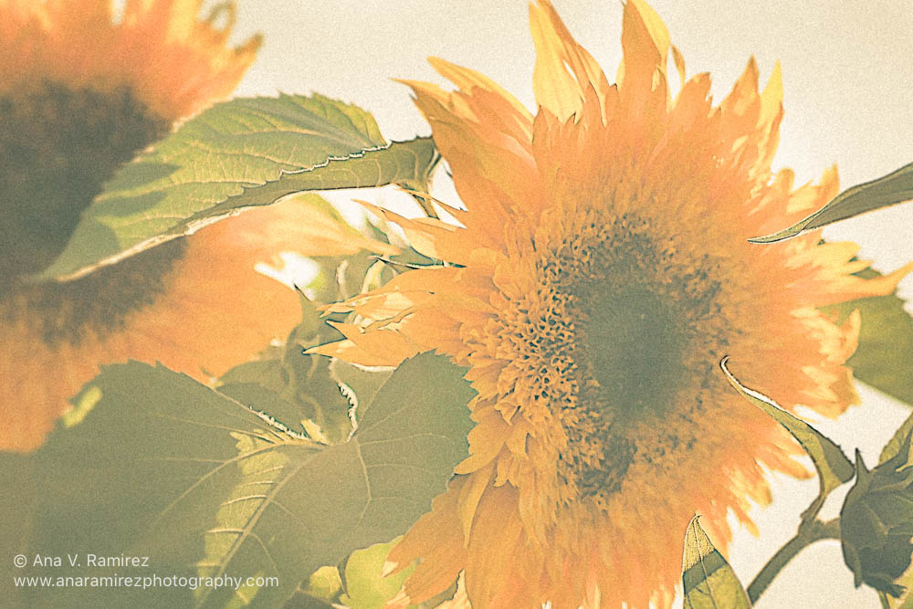sunflower photograph one way I'm making money on Fine Art America