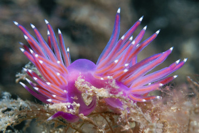 289550-istock-purple-nudibranch.jpg