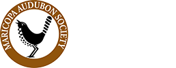Harris' Hawk — Maricopa Audubon Society