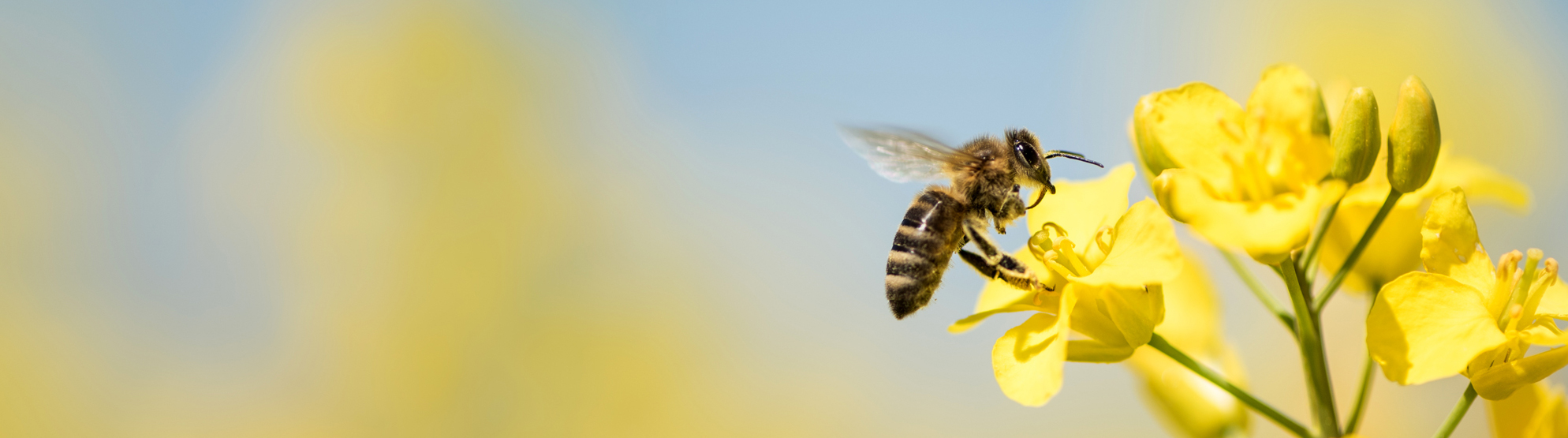 Bee-BannerImage.jpg