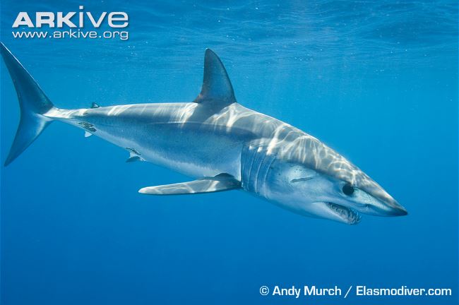 are shortfin mako sharks diet