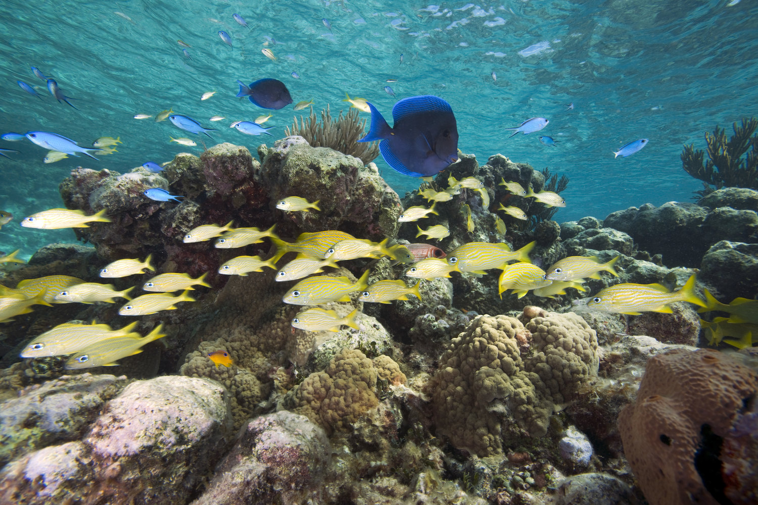 SUCCESS: Caribbean Marine Protected Areas (Caribbean) — Wyss Campaign ...