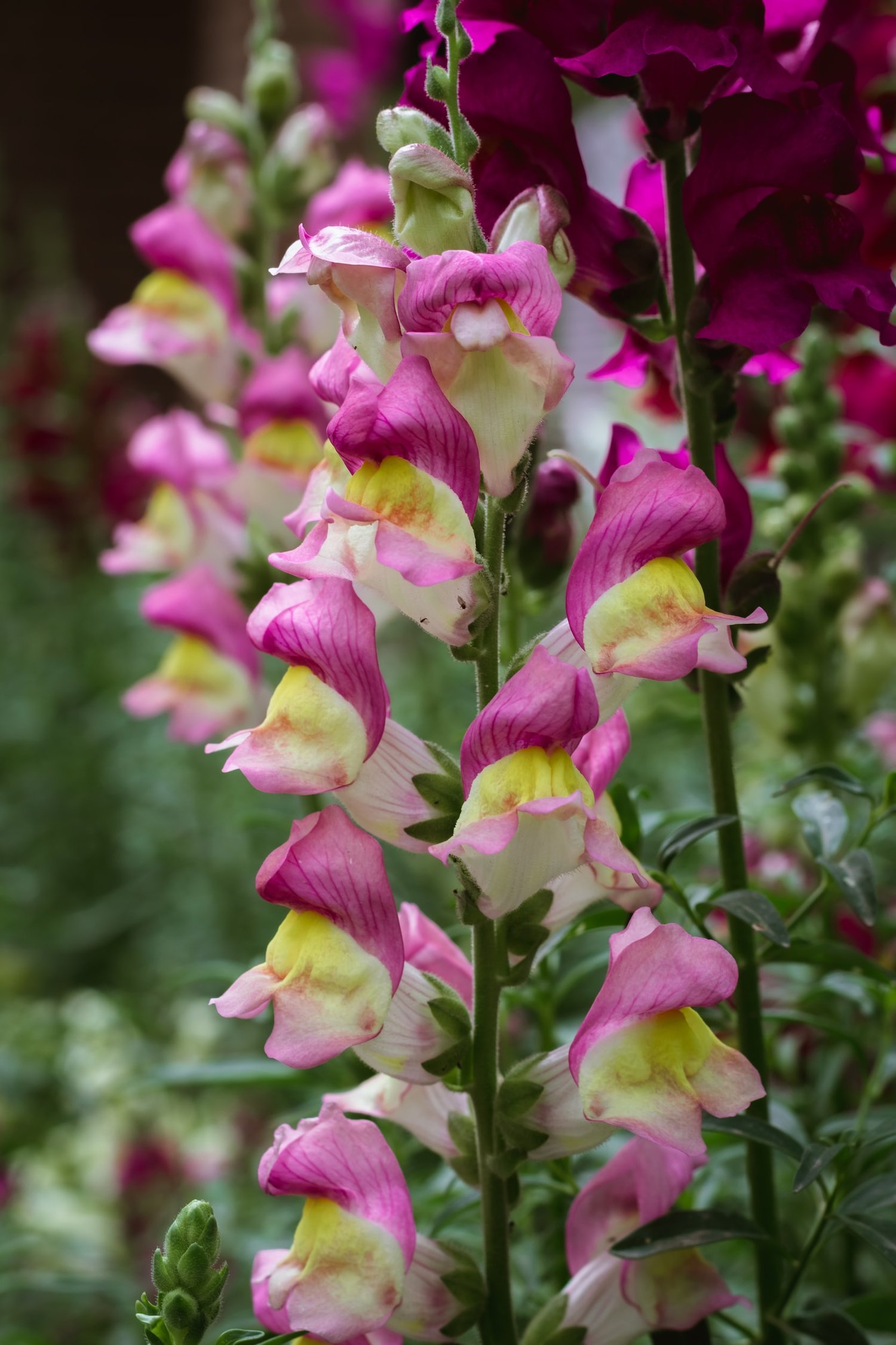 How to prune snapdragons