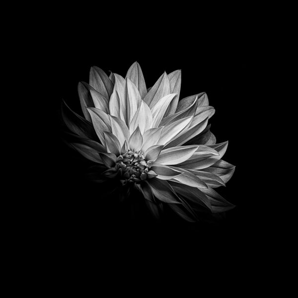 Paul Coghlin — Limited edition floral art prints | Fleur Noir