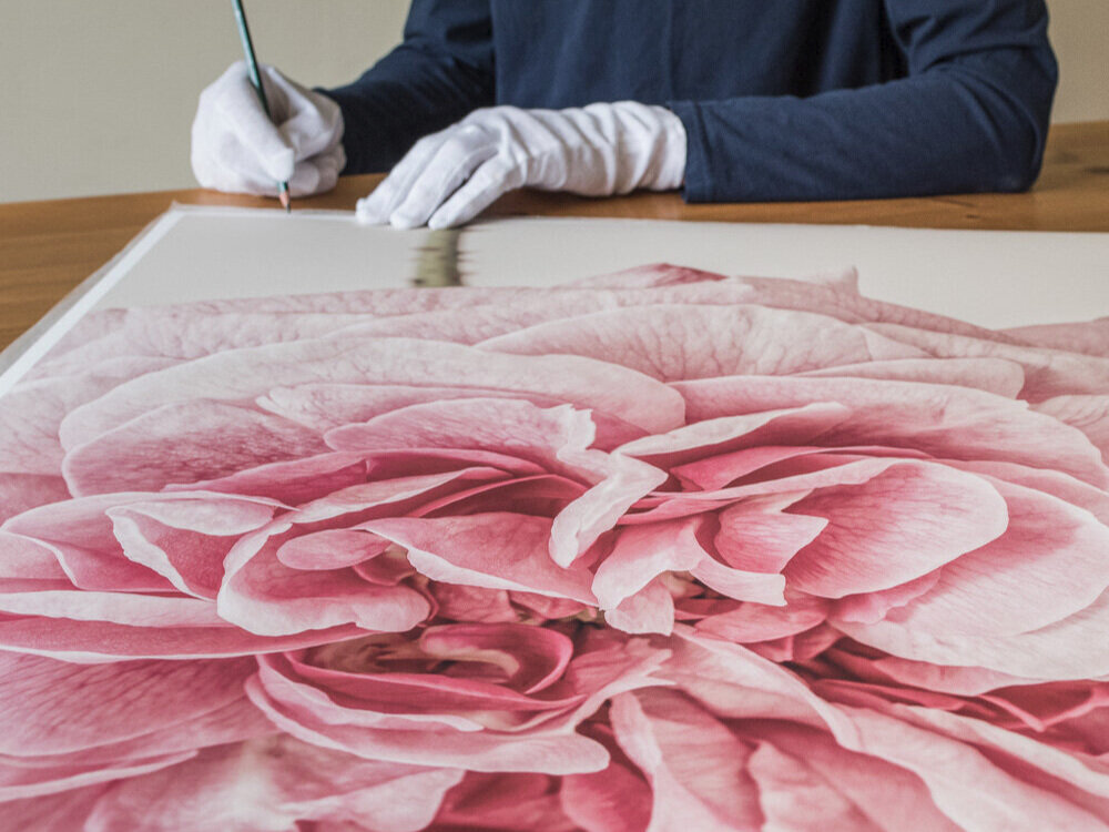 Paul Coghlin — Limited edition floral art prints.