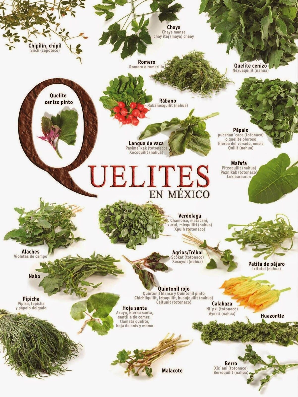image of Receta de Quelites de mi Nanaita (My Great-Aunt's Quelite ...