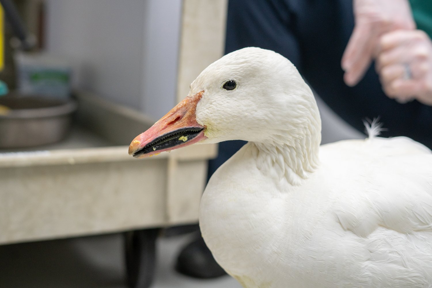 Snow goose treated for lead toxicity at Cornell Veterinary Medicine