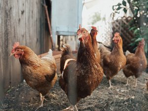 Cornell Veterinary Medicine helps keep number of avian flu cases low