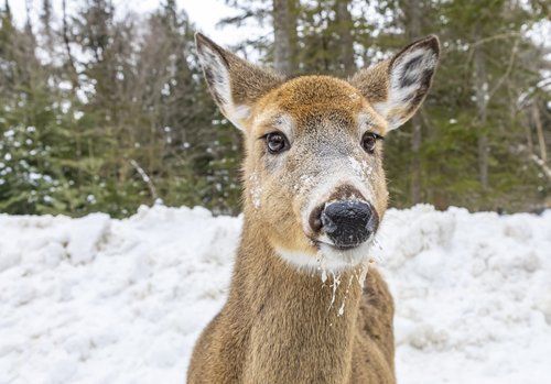 Cornell Veterinary Medicine study finds white-tailed deer may serve as wildlife reservoir for nearly extinct SARS-CoV-2 variants