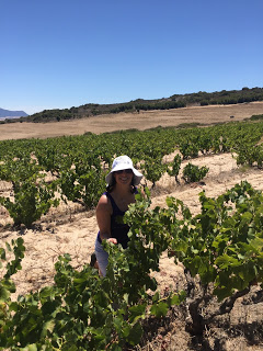 rachel in a sunny vineyard 