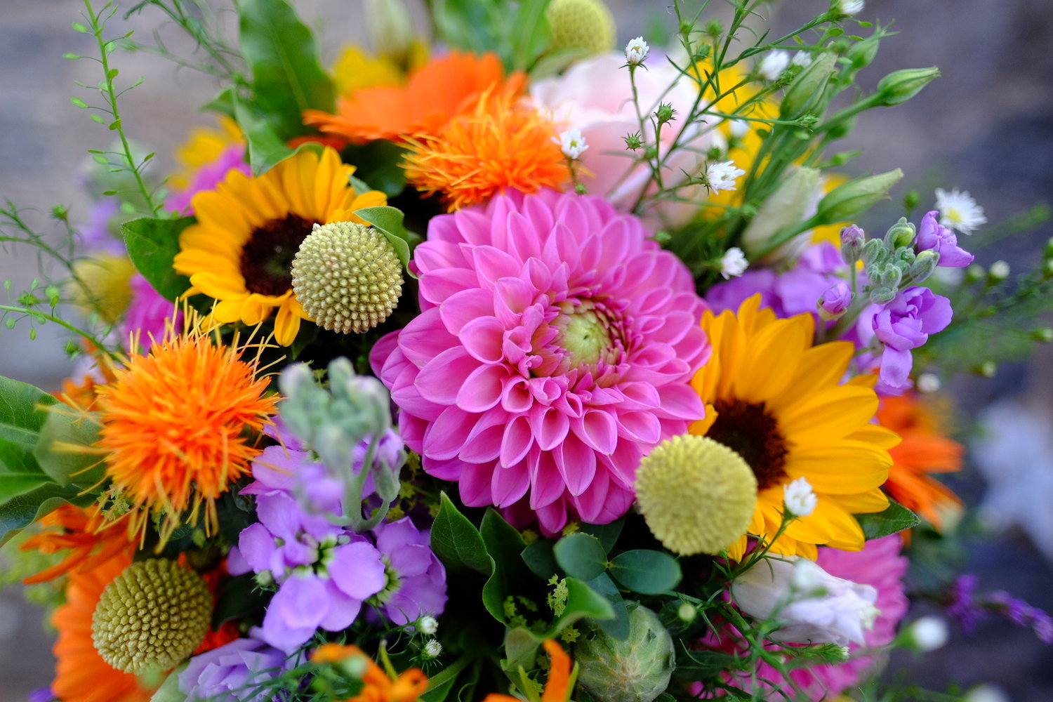 Hollyhocks Online Shop Flower Delivery — Hollyhocks Florist Newton ...