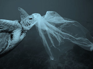 The spiraling effects of the plastic bag on our marine environment