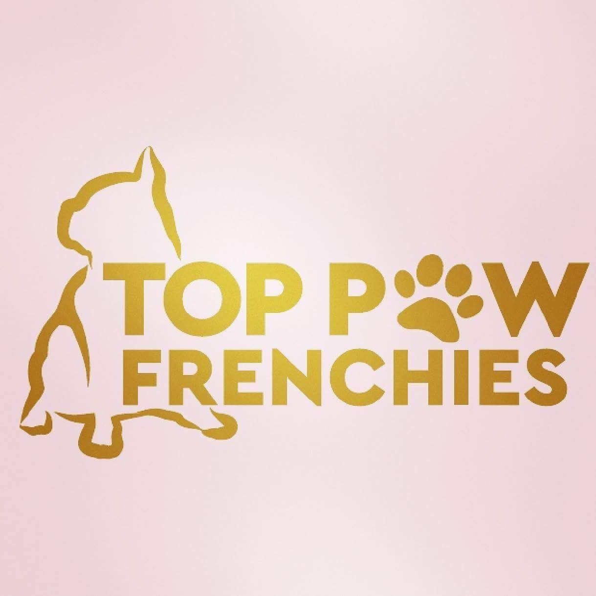 French Bulldog Sire/Stud - TOP PAW FRENCHIES