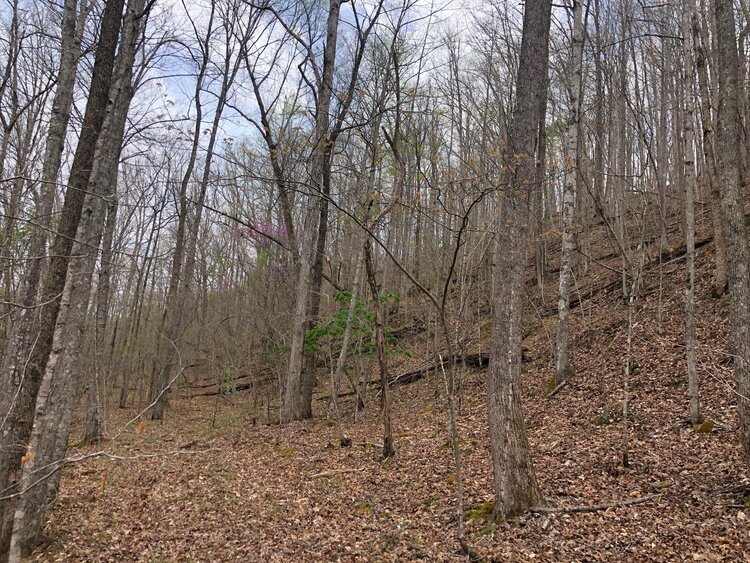 Wooded slope in Huntsville, TN.