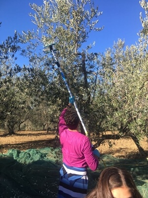 Hand-picking olives in Morphou/Guzelyurt. Hand-held electrical rakes help to pick the olives out of reach without any damages to trees.